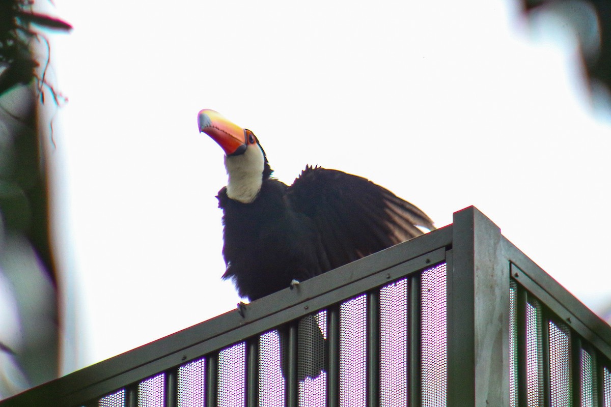 オニオオハシ - ML644389793