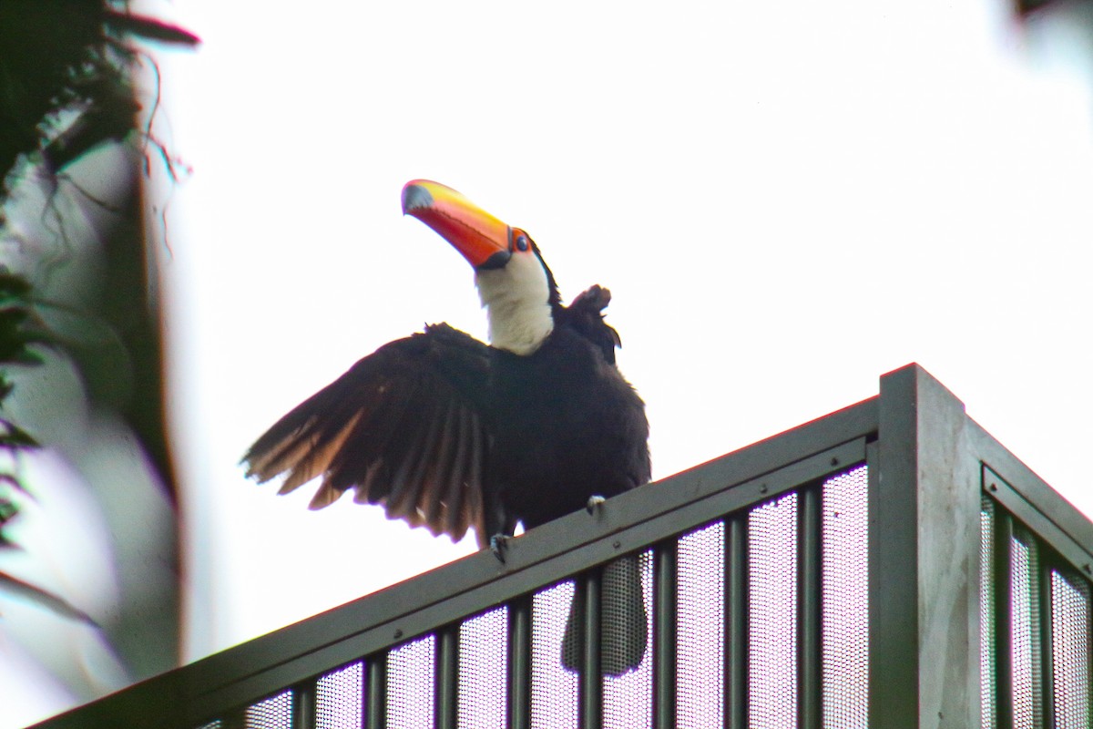 オニオオハシ - ML644389794