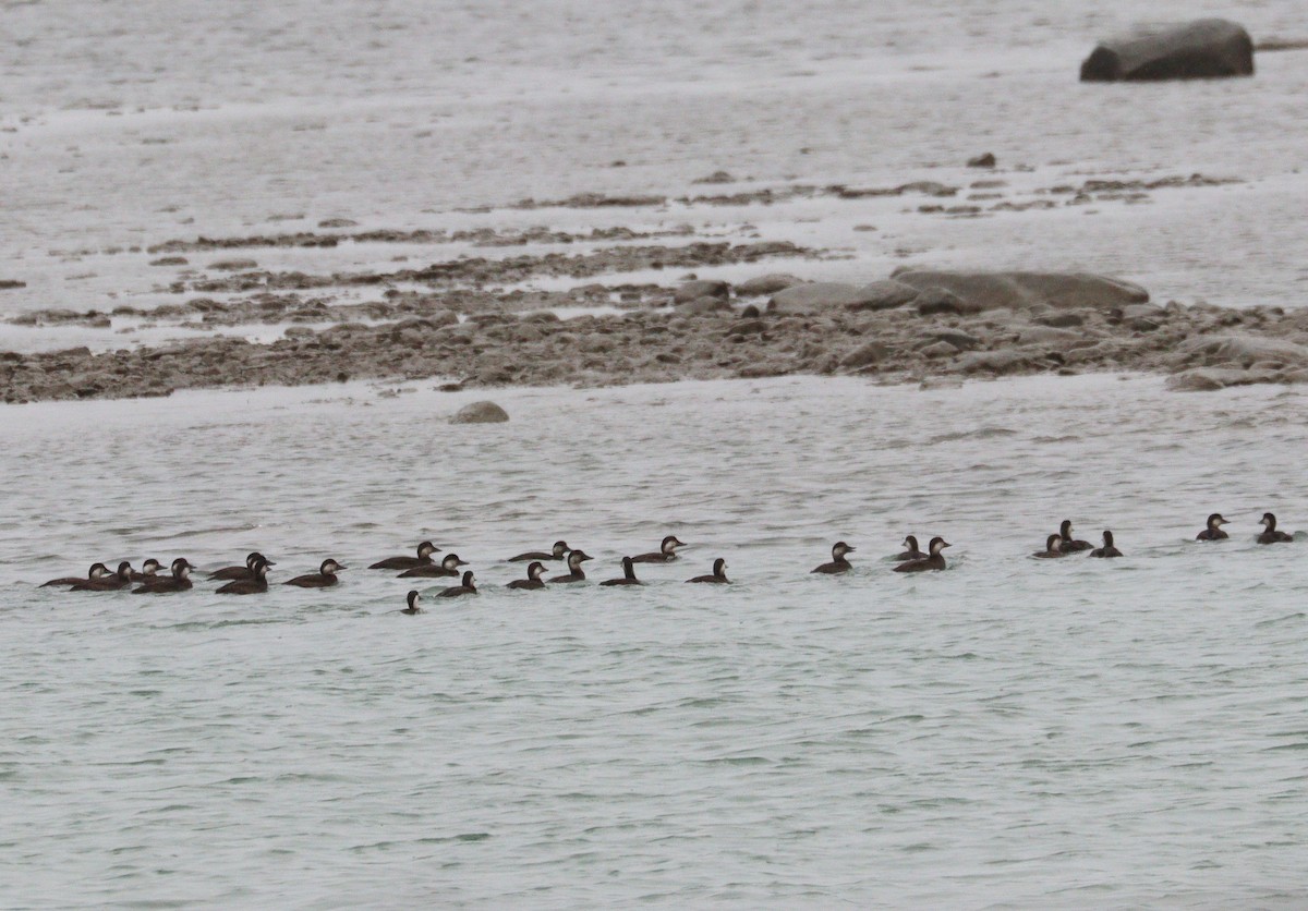 amerikasvartand - ML644389799