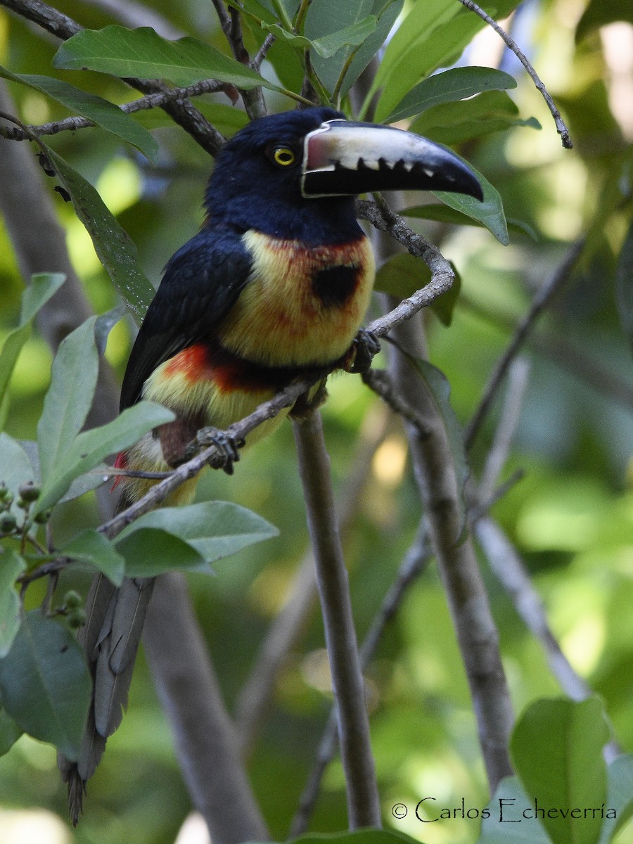 Collared Aracari - ML64438981