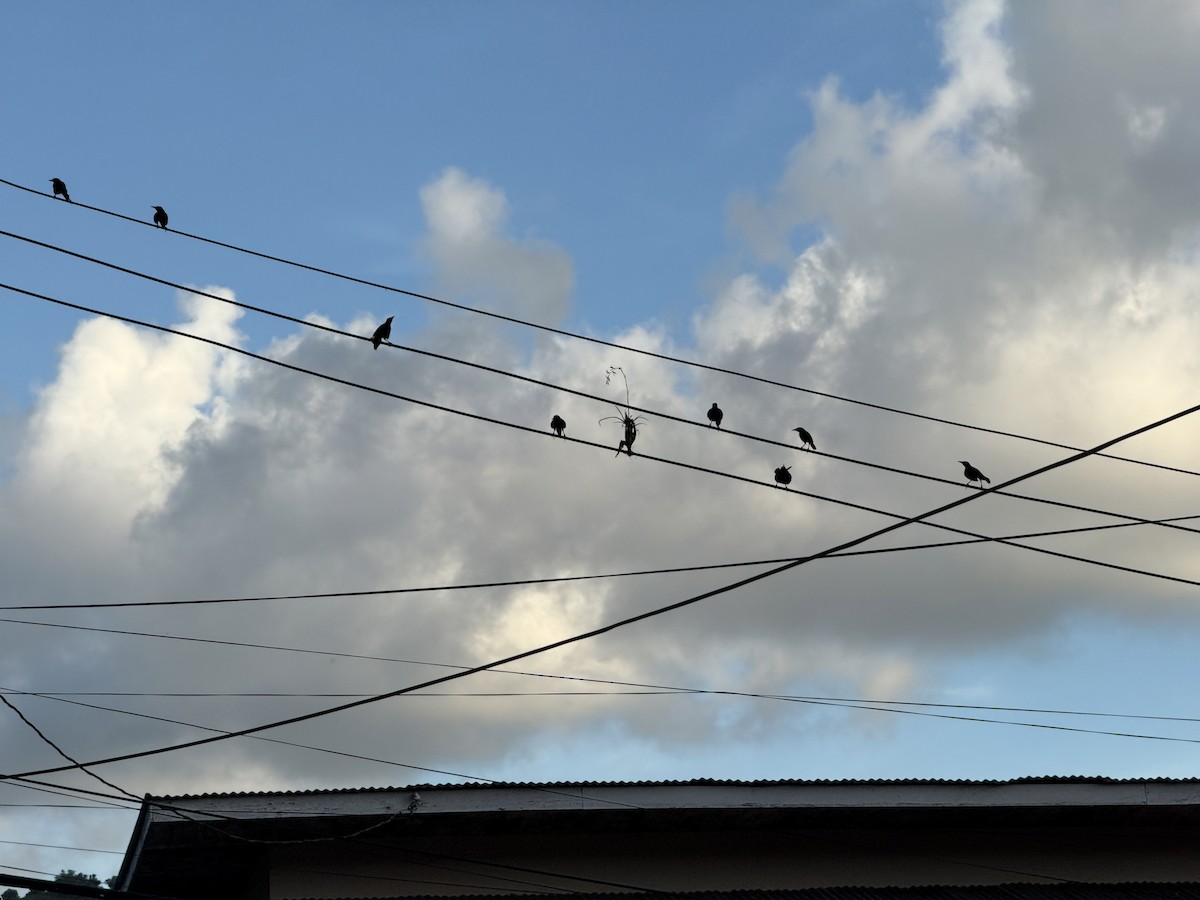 Carib Grackle - ML644389813