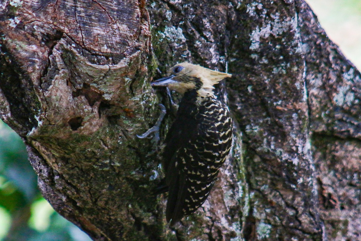 Pic à tête blonde - ML644389816