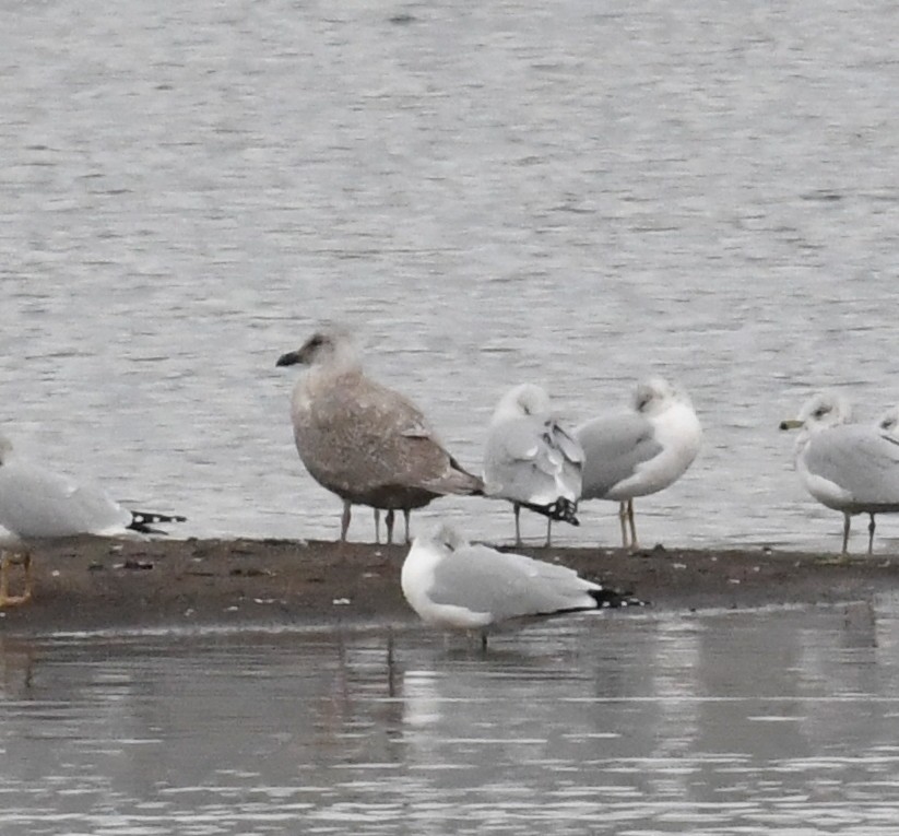 racek šedokřídlý - ML644389820