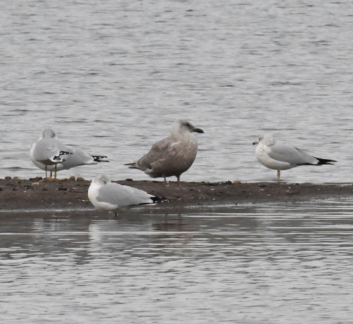 racek šedokřídlý - ML644389822