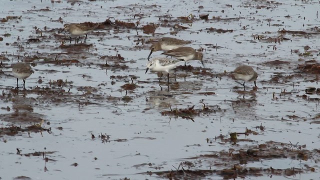 חופית לבנה - ML644389843