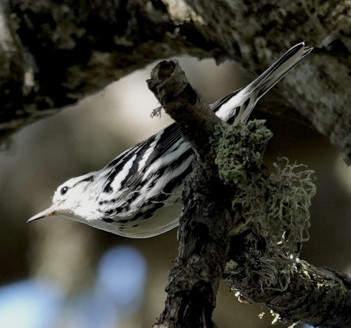 Black-and-white Warbler - ML644389853