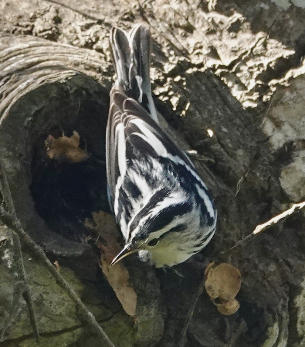Black-and-white Warbler - ML644389854