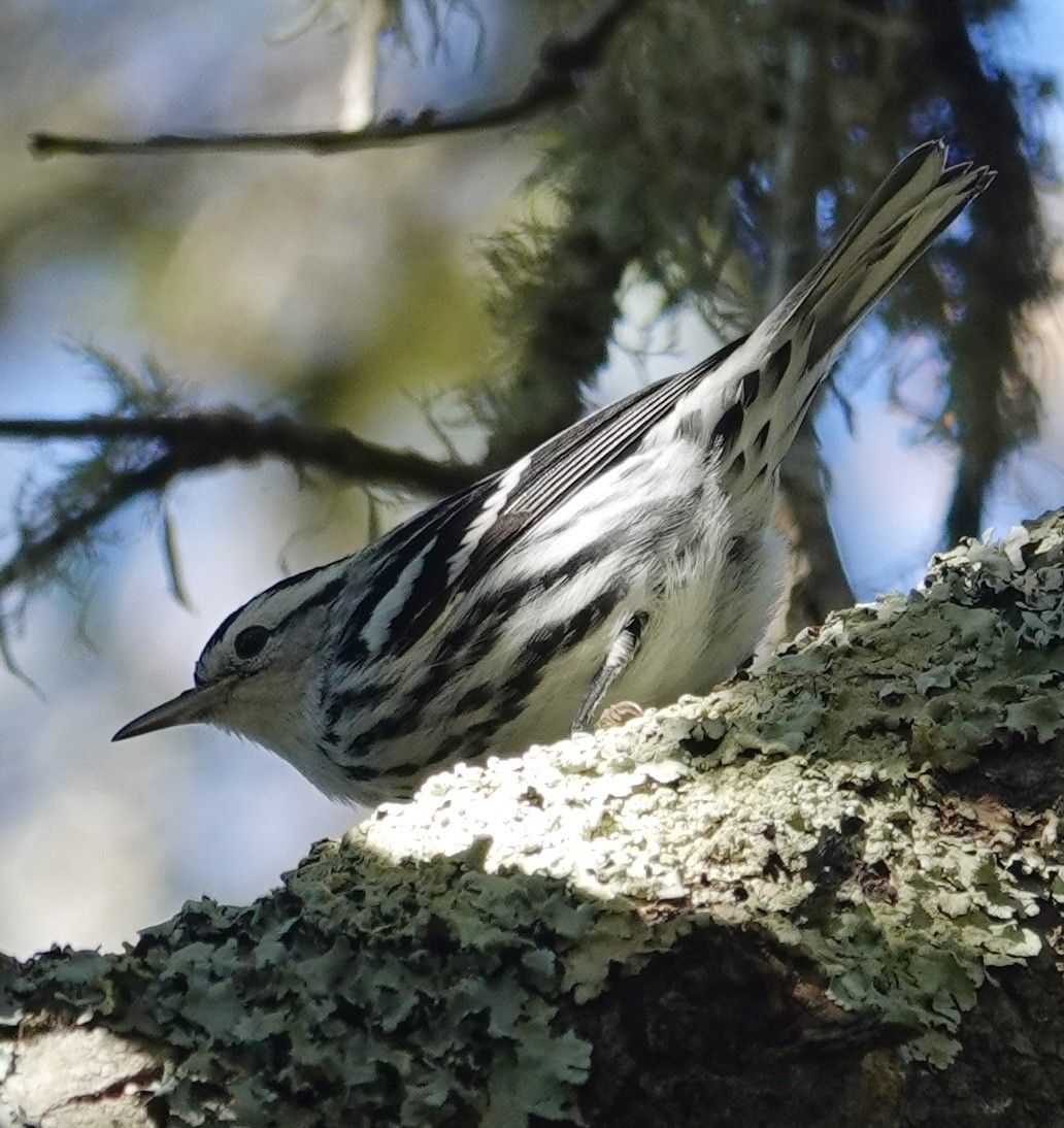 Black-and-white Warbler - ML644389855