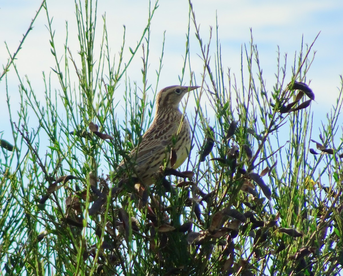 Шпаркос західний - ML644389862