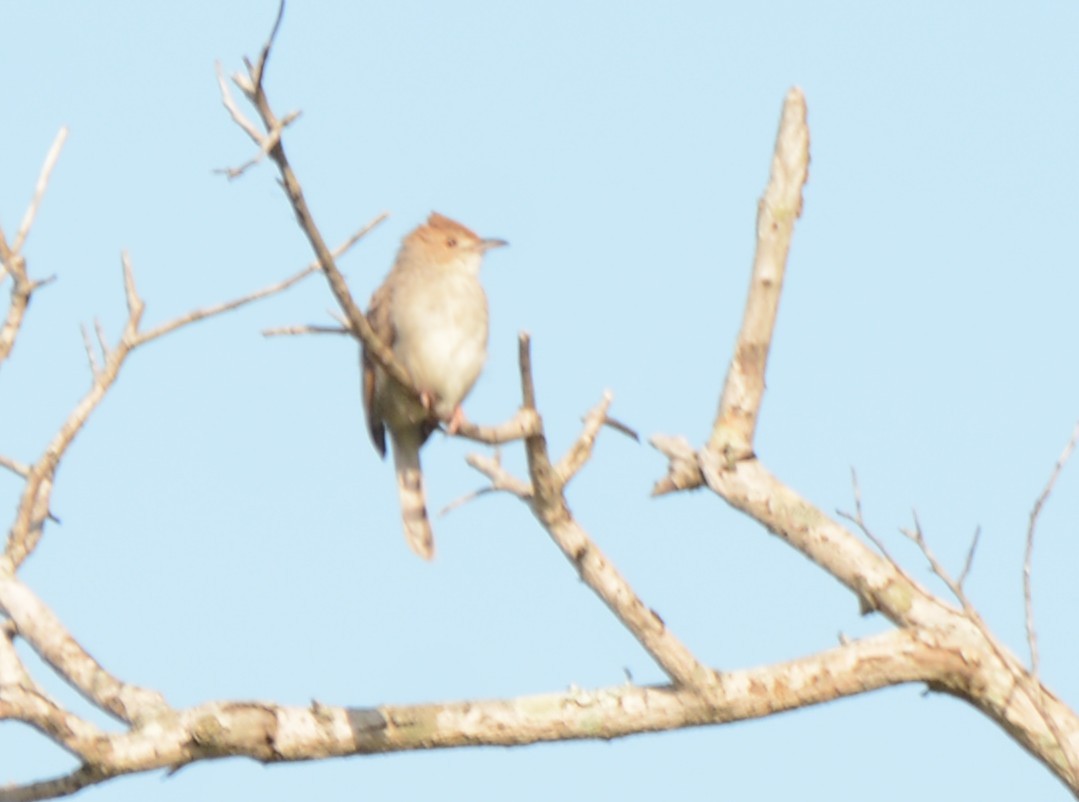 Rattling Cisticola - ML644389868