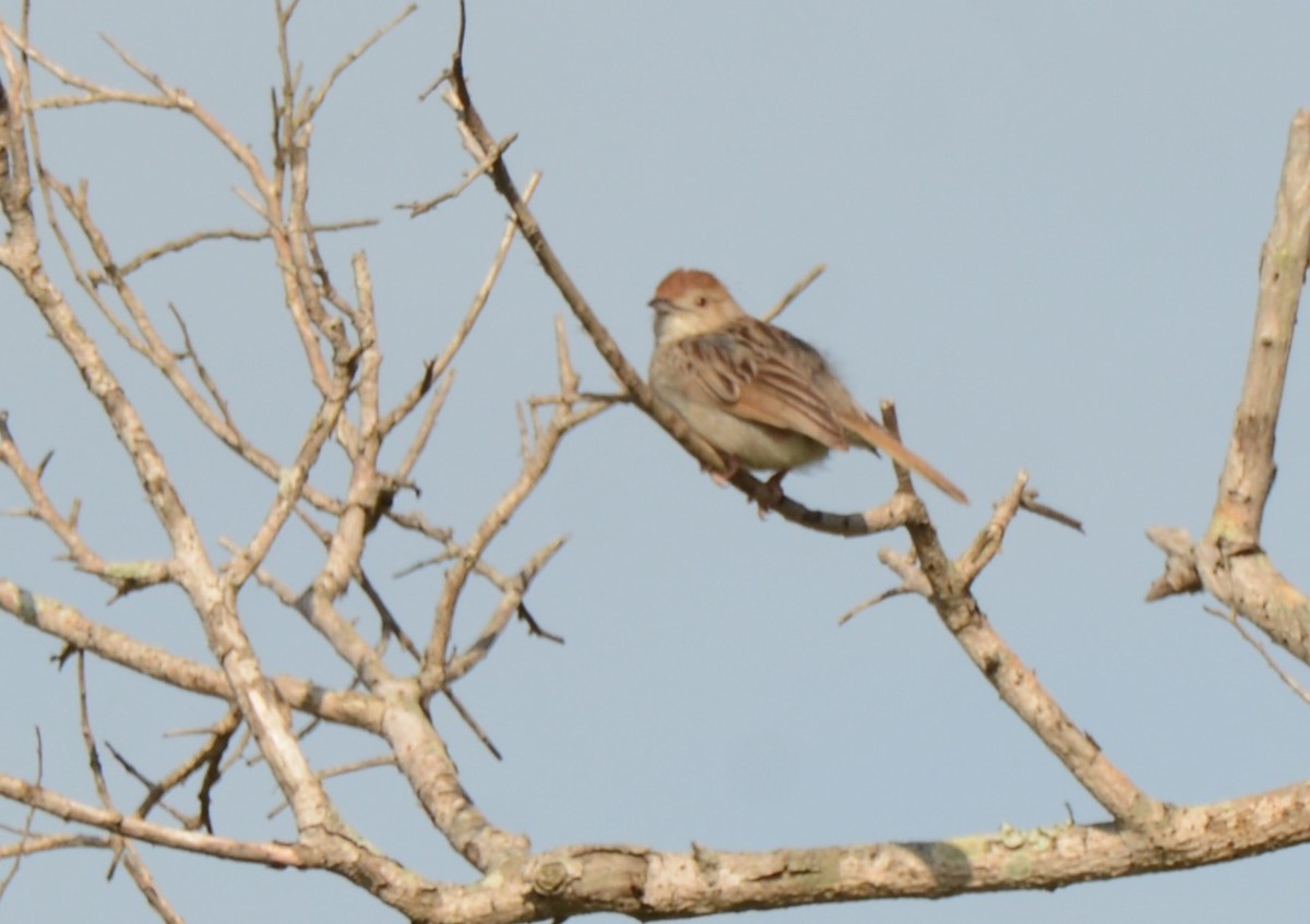 Rattling Cisticola - ML644389869