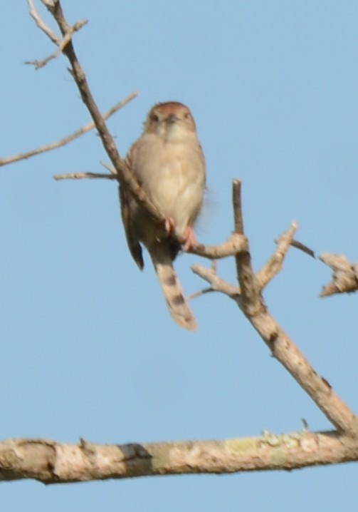 Rattling Cisticola - ML644389870