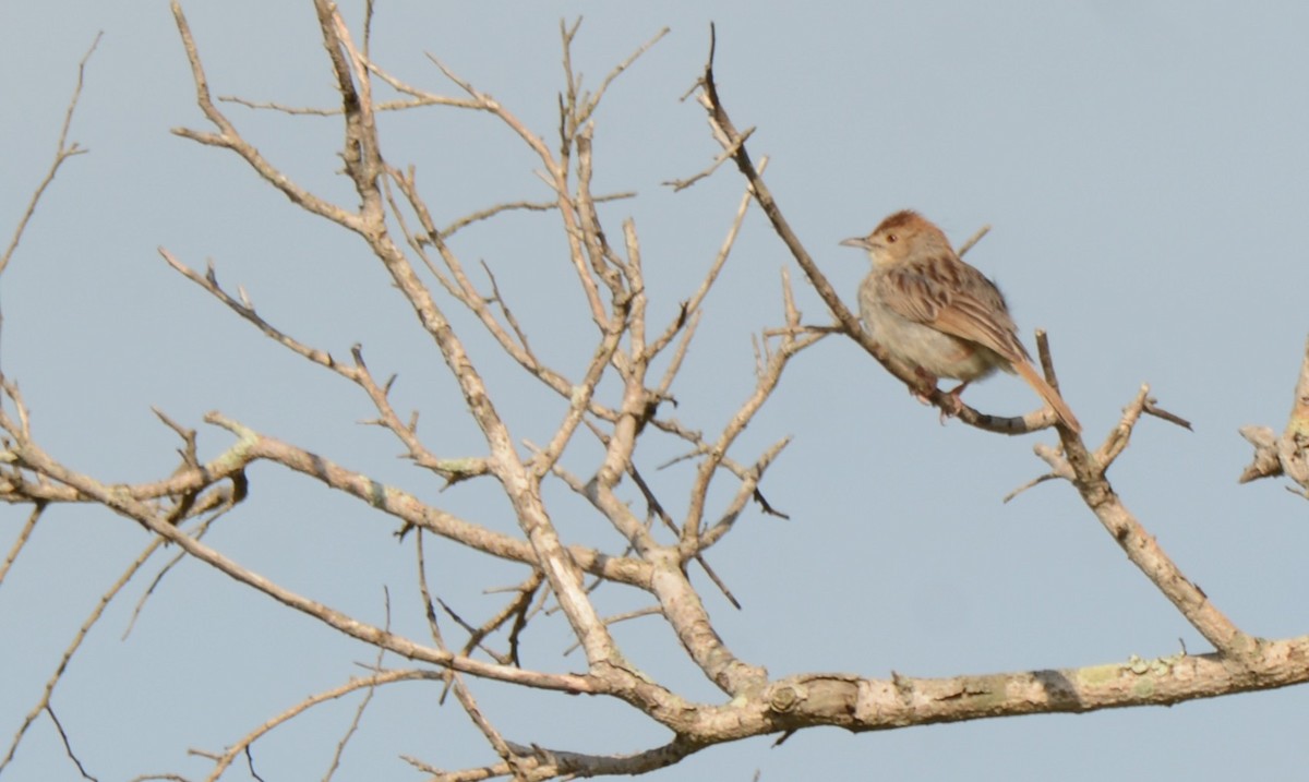 Rattling Cisticola - ML644389871