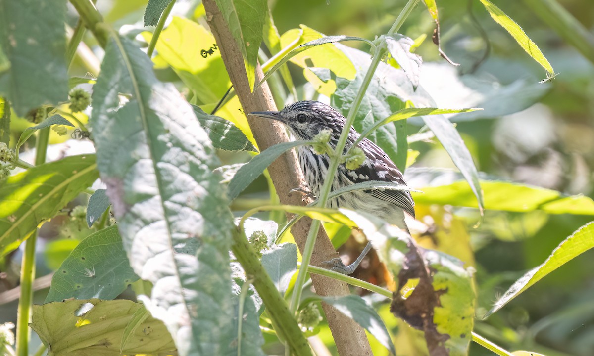 stripebrystmaursmett - ML644389877