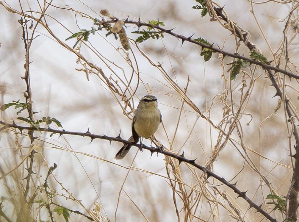 Bahia Wagtail-Tyrant - ML644389898