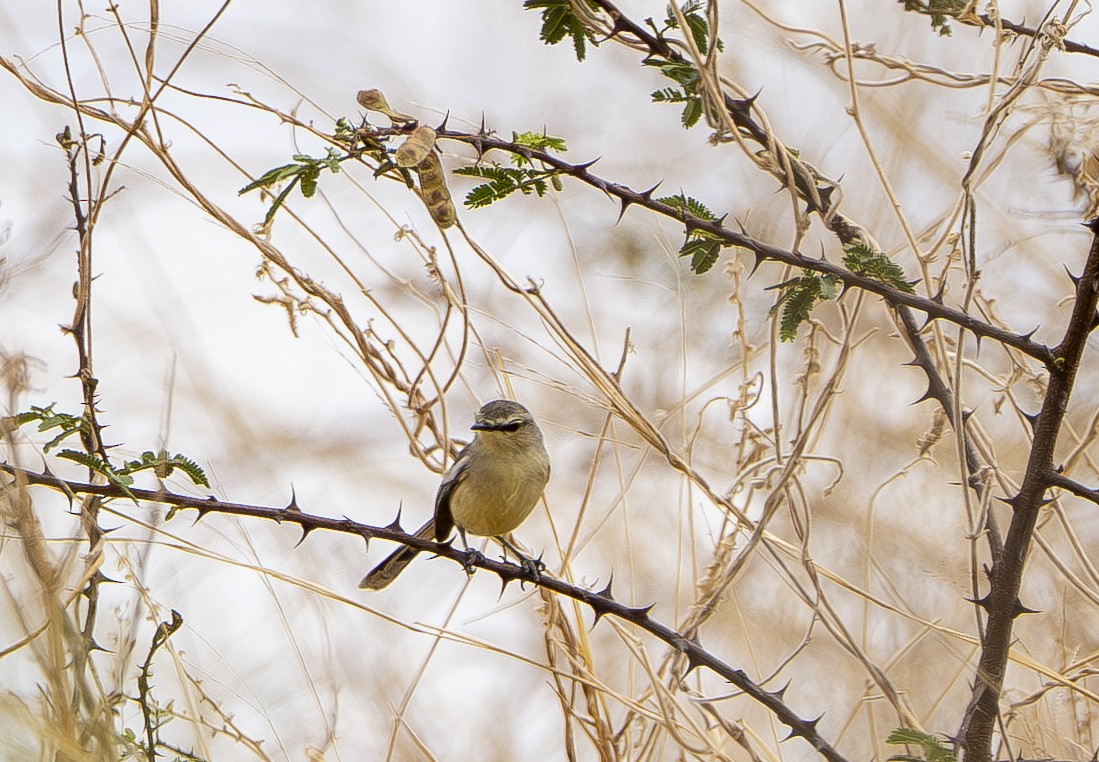 Bahia Wagtail-Tyrant - ML644389899