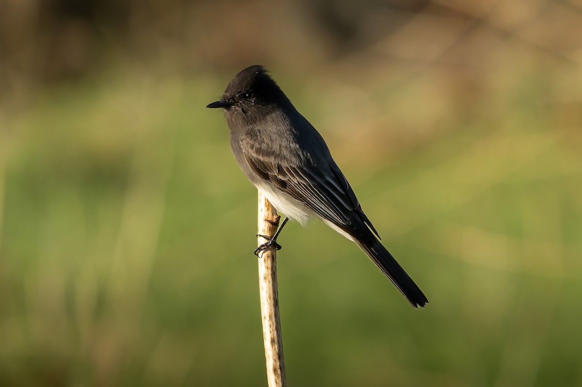 Black Phoebe - ML644389907