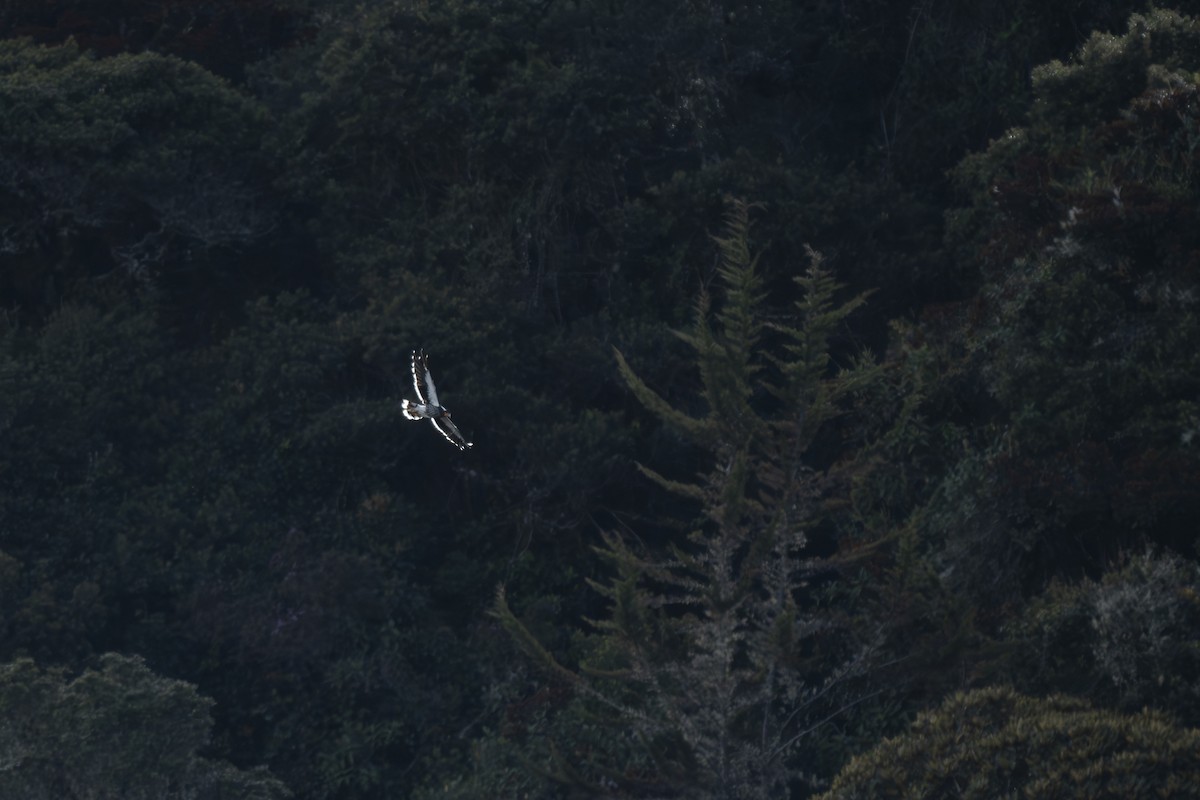 Carunculated Caracara - ML644389915