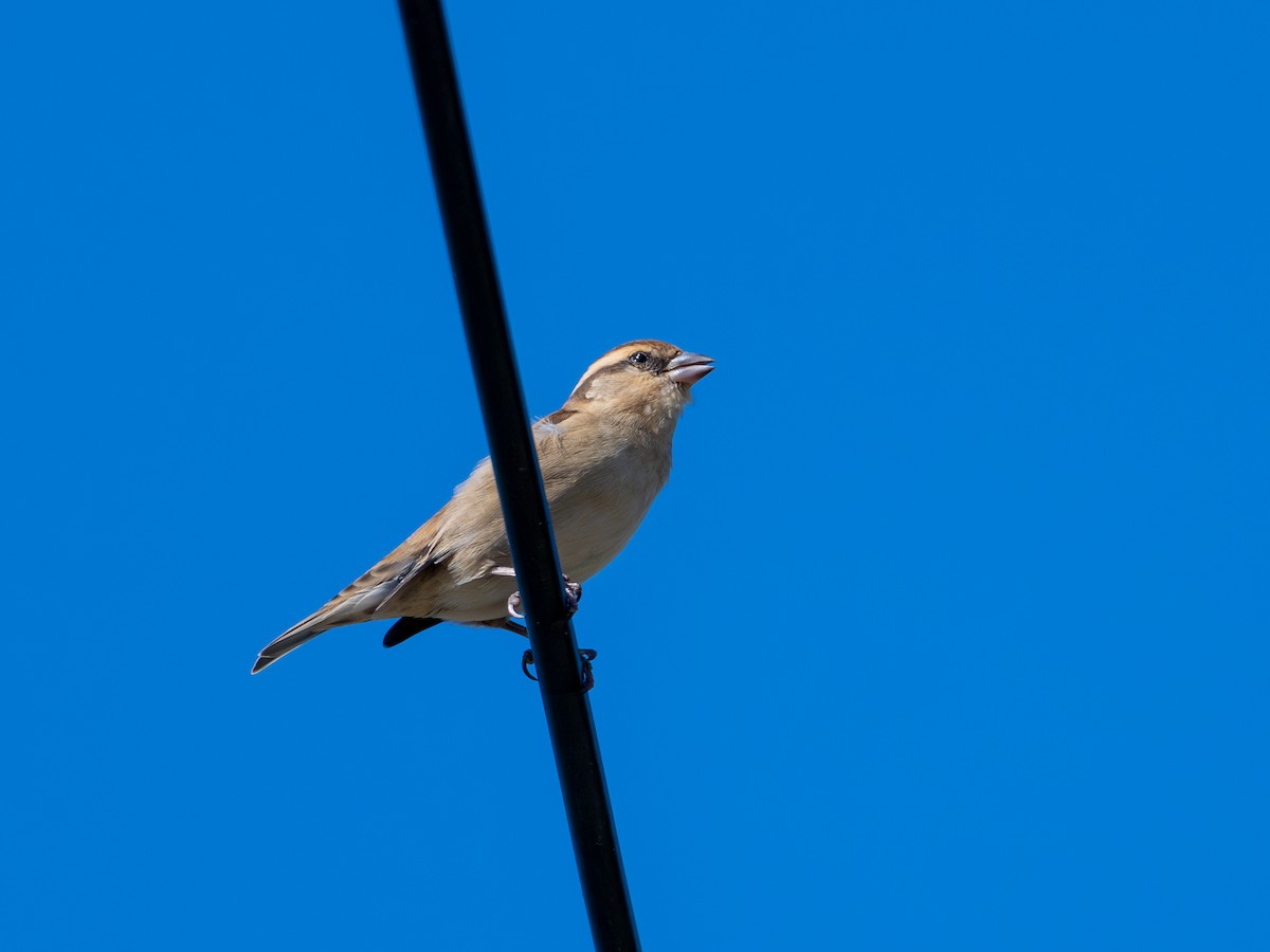 山麻雀 - ML644389927