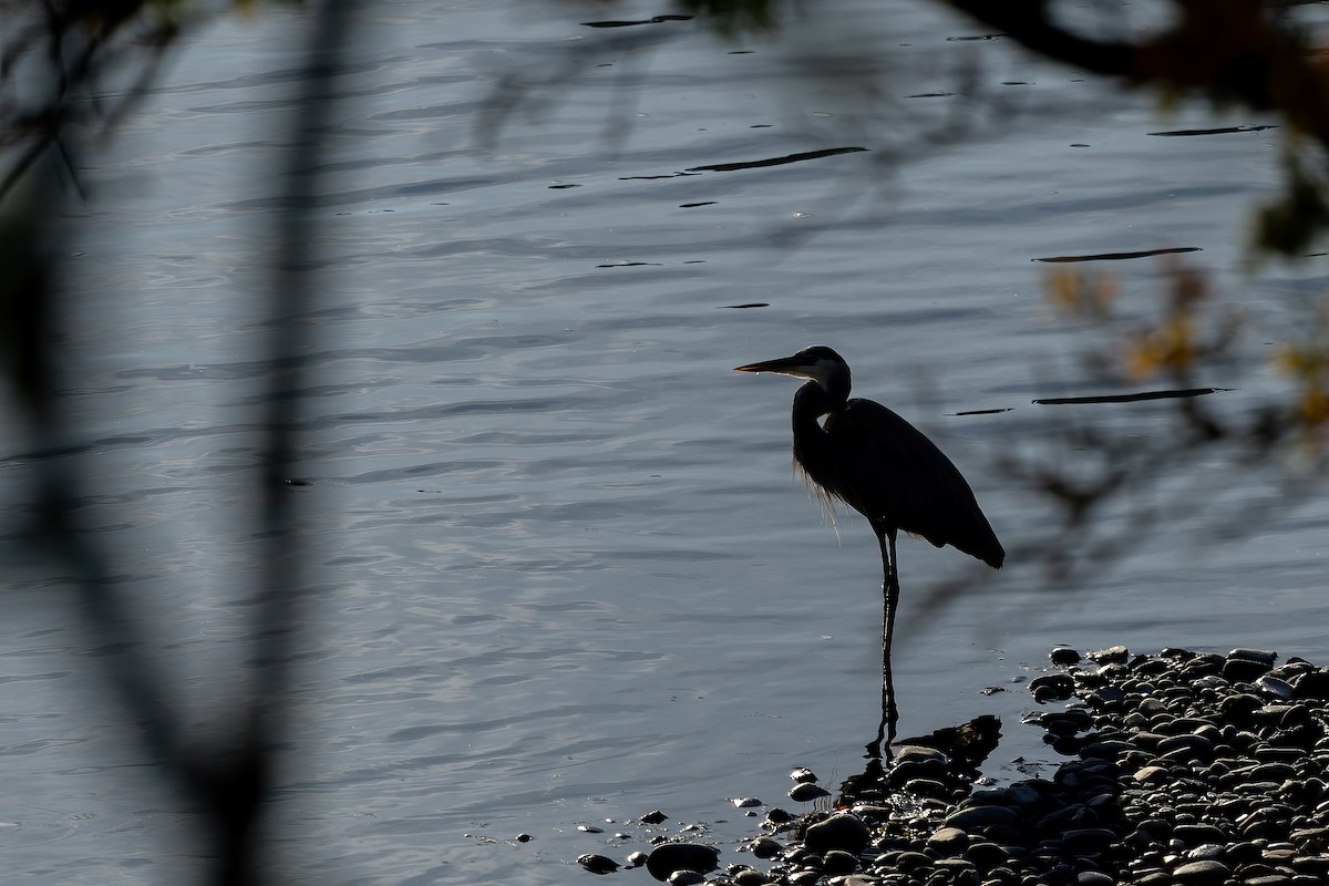 Great Blue Heron - ML644389928