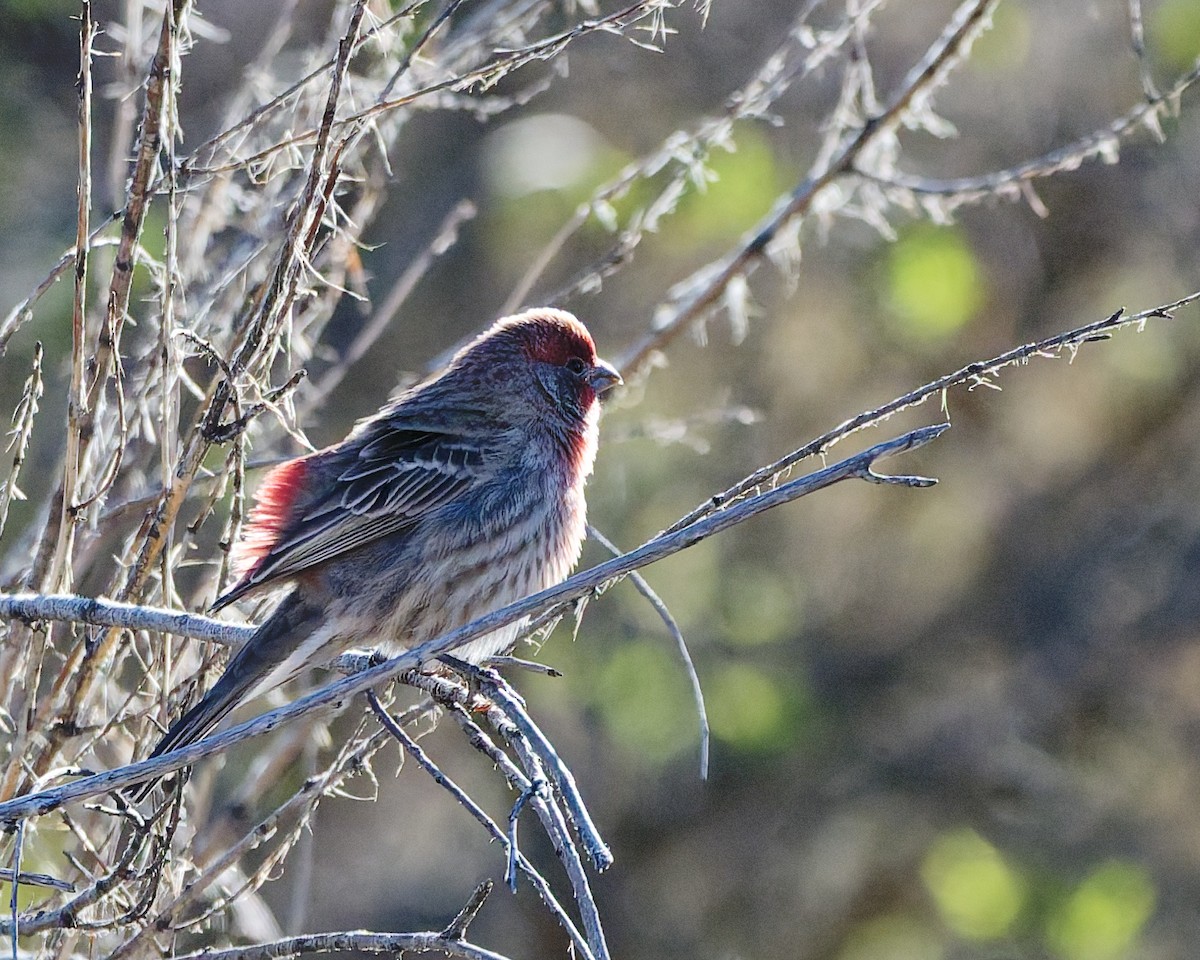 Чечевиця садова - ML644389940