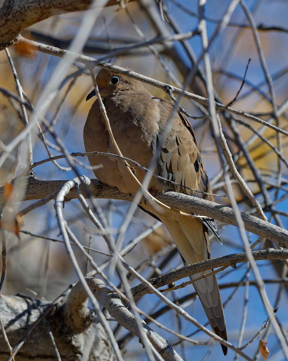 Zenaida Huilota - ML644389963