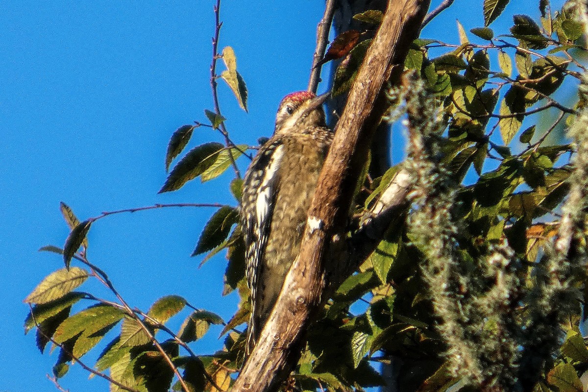 Gelbbauch-Saftlecker - ML644390008