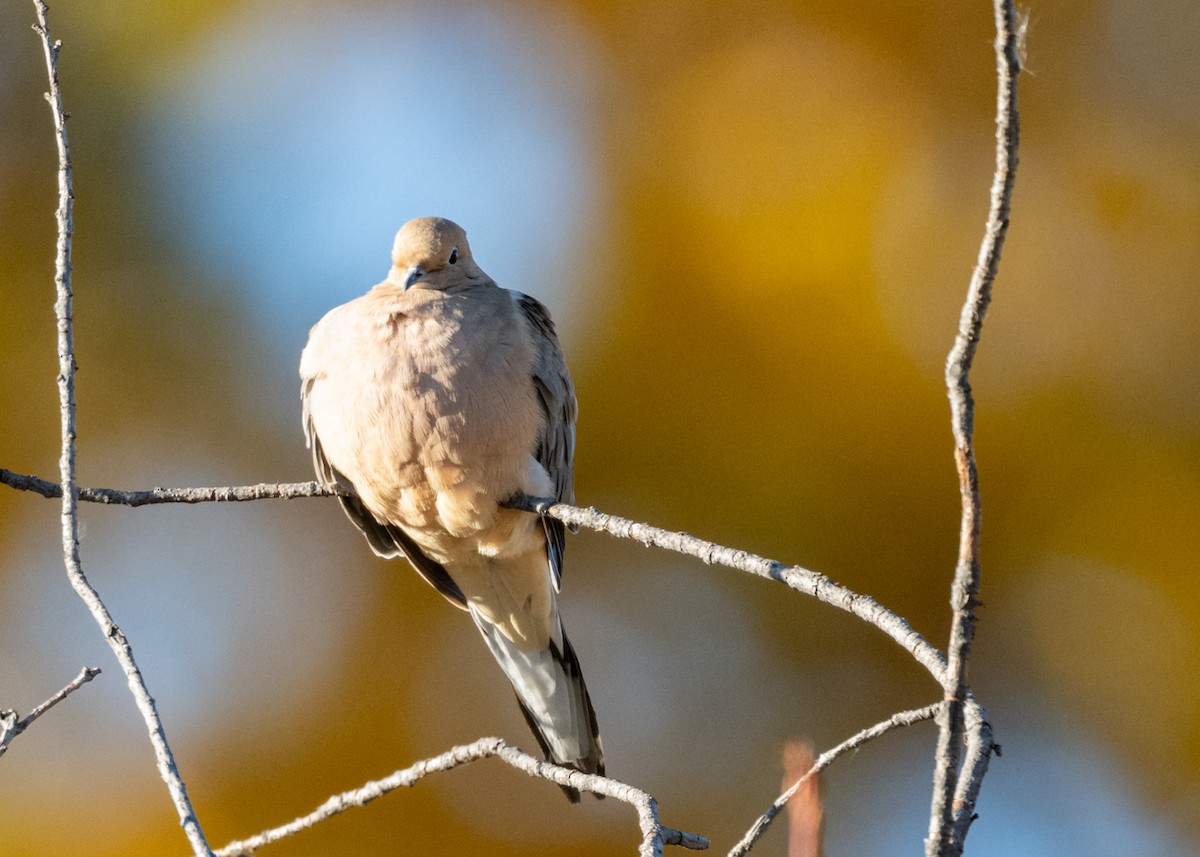 Zenaida Huilota - ML644390025