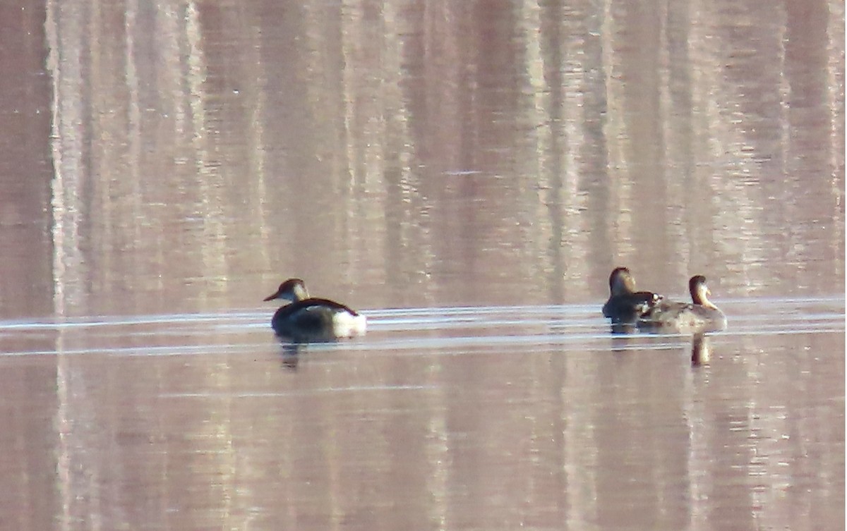 Red-necked Grebe - ML644390030