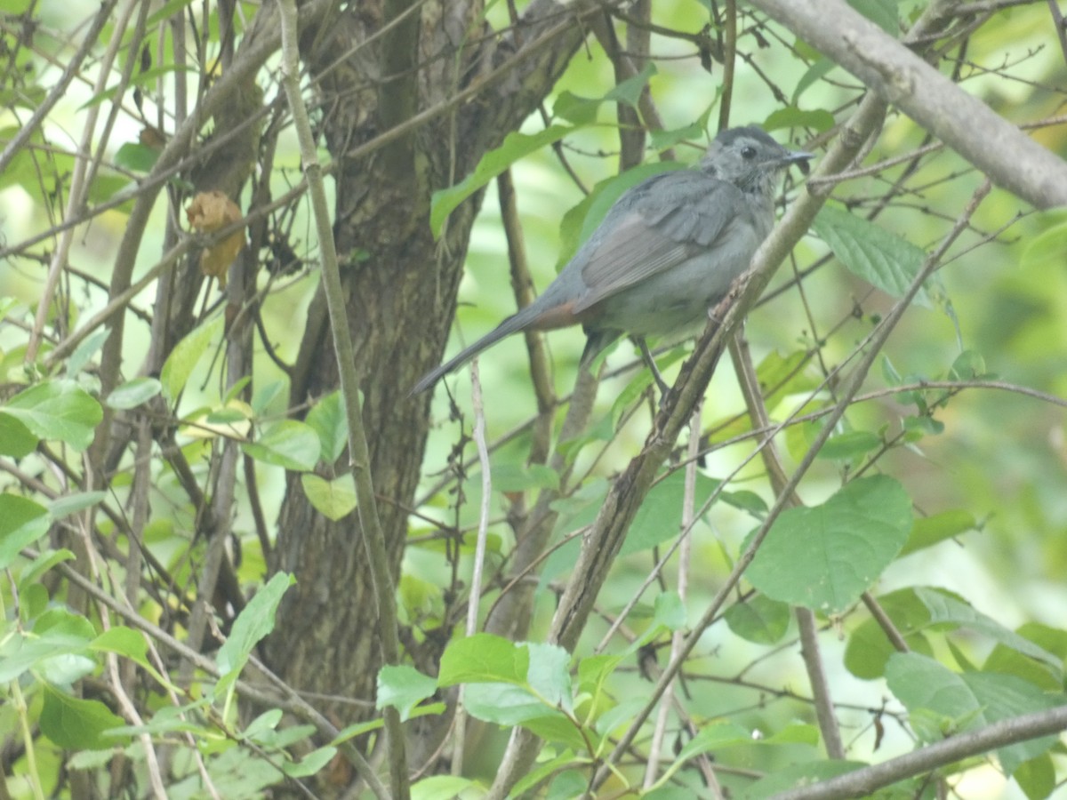 Moqueur chat - ML644390031