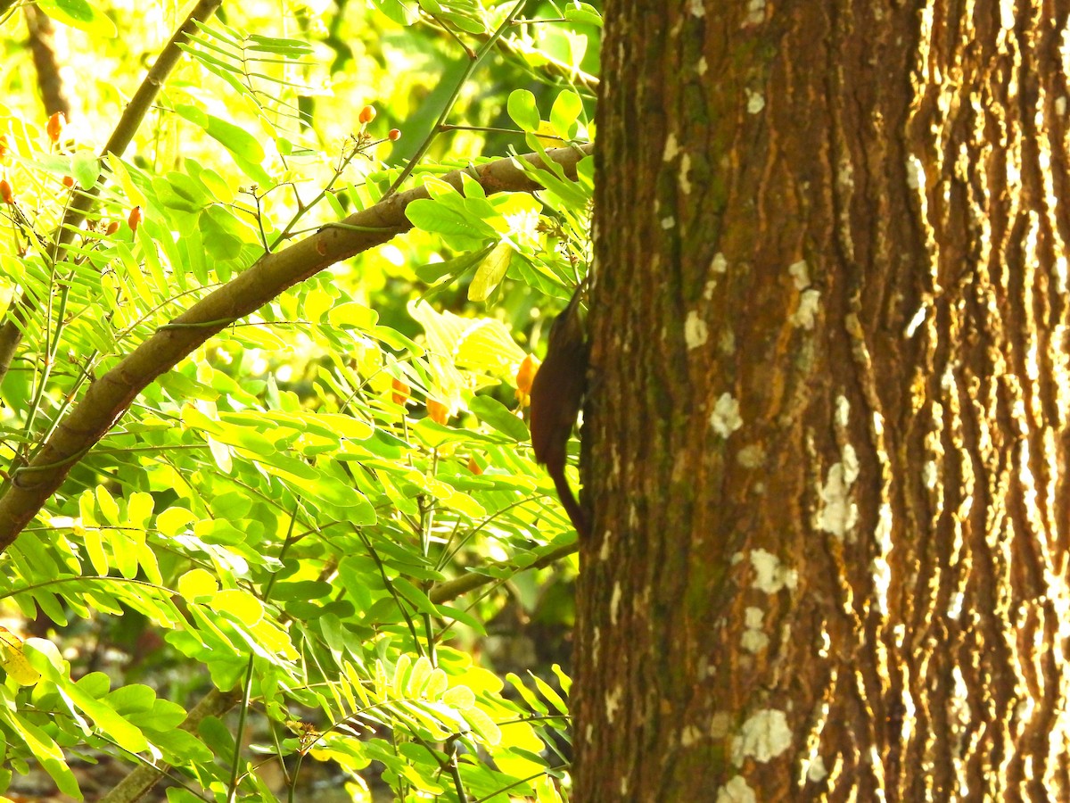 Cocoa Woodcreeper - ML644390036