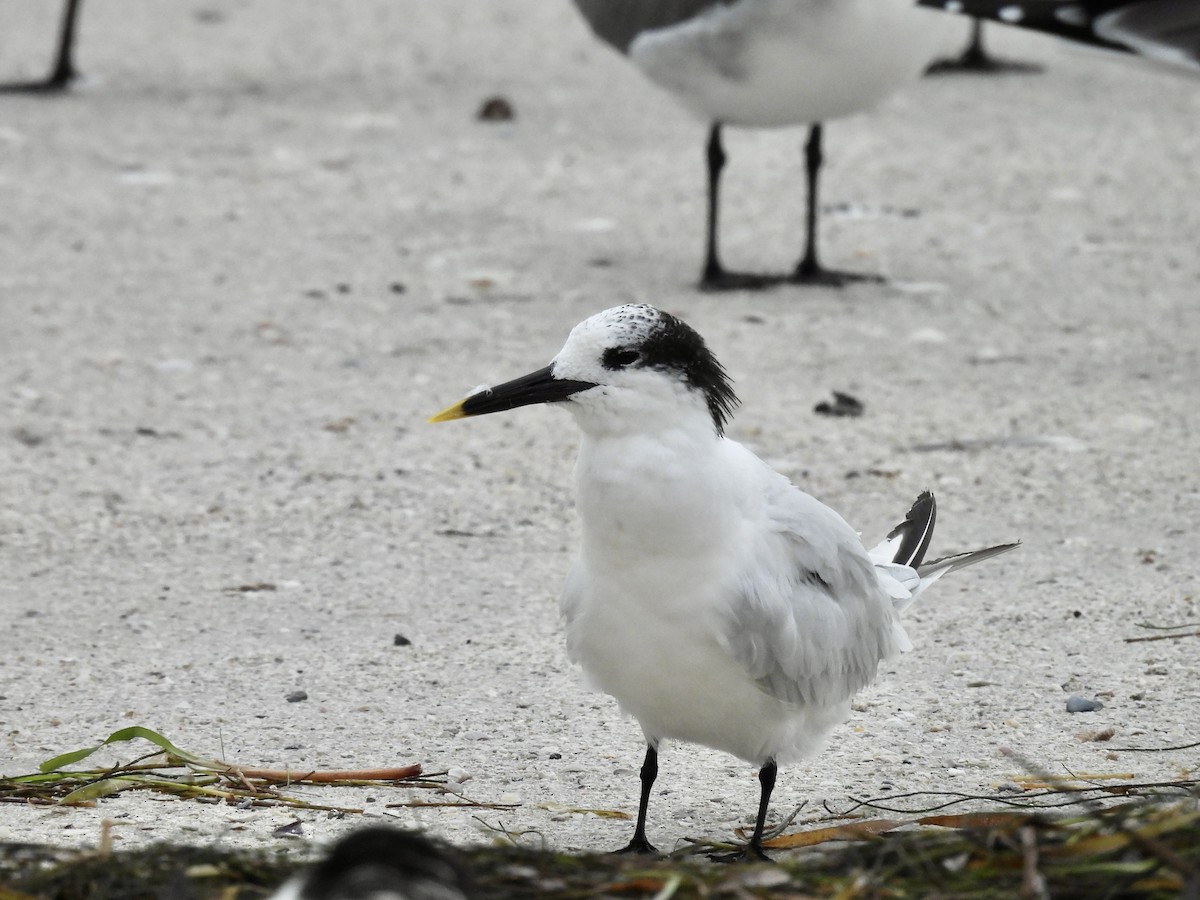 rybák severní - ML644390041