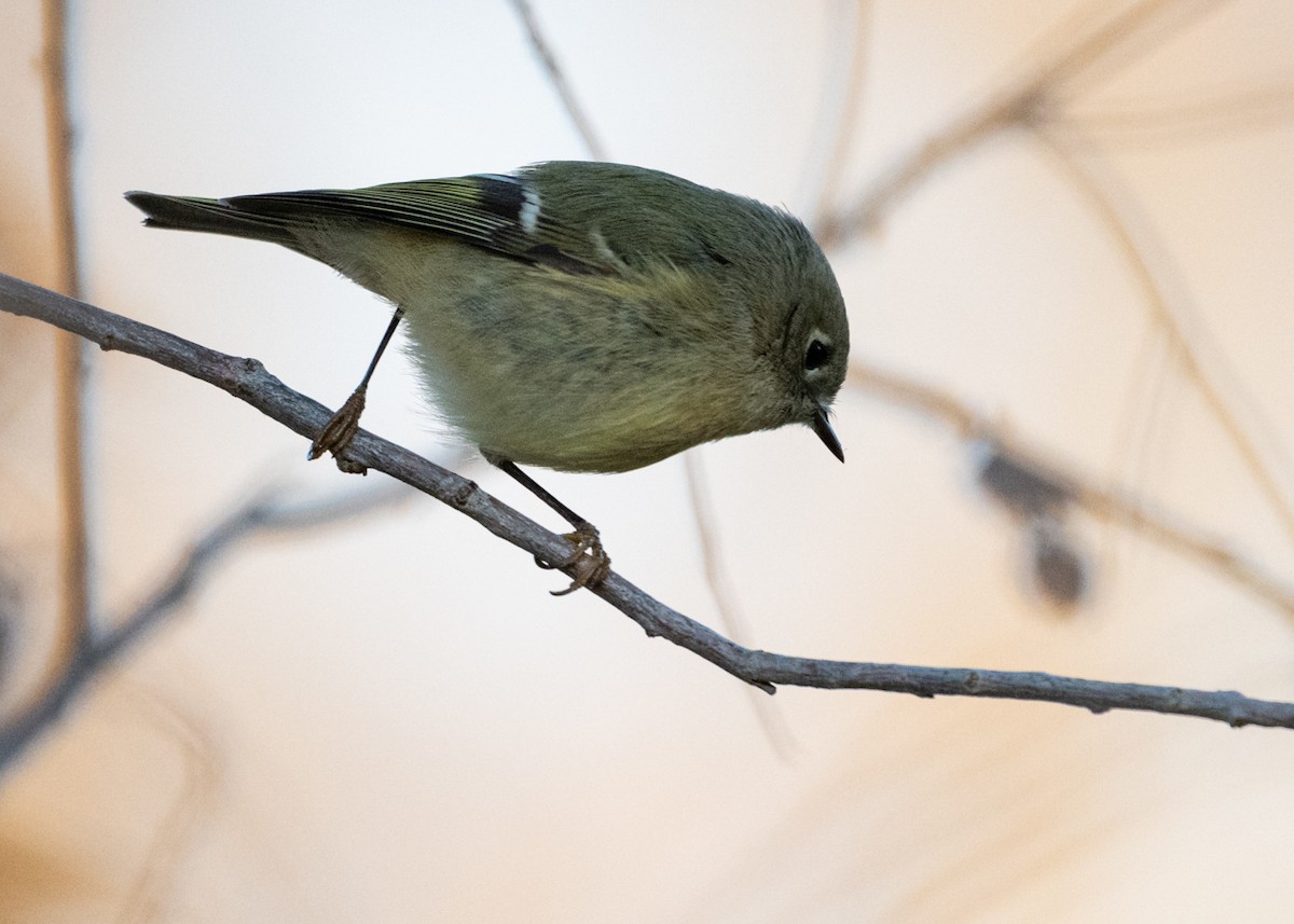 rubinfuglekonge - ML644390053