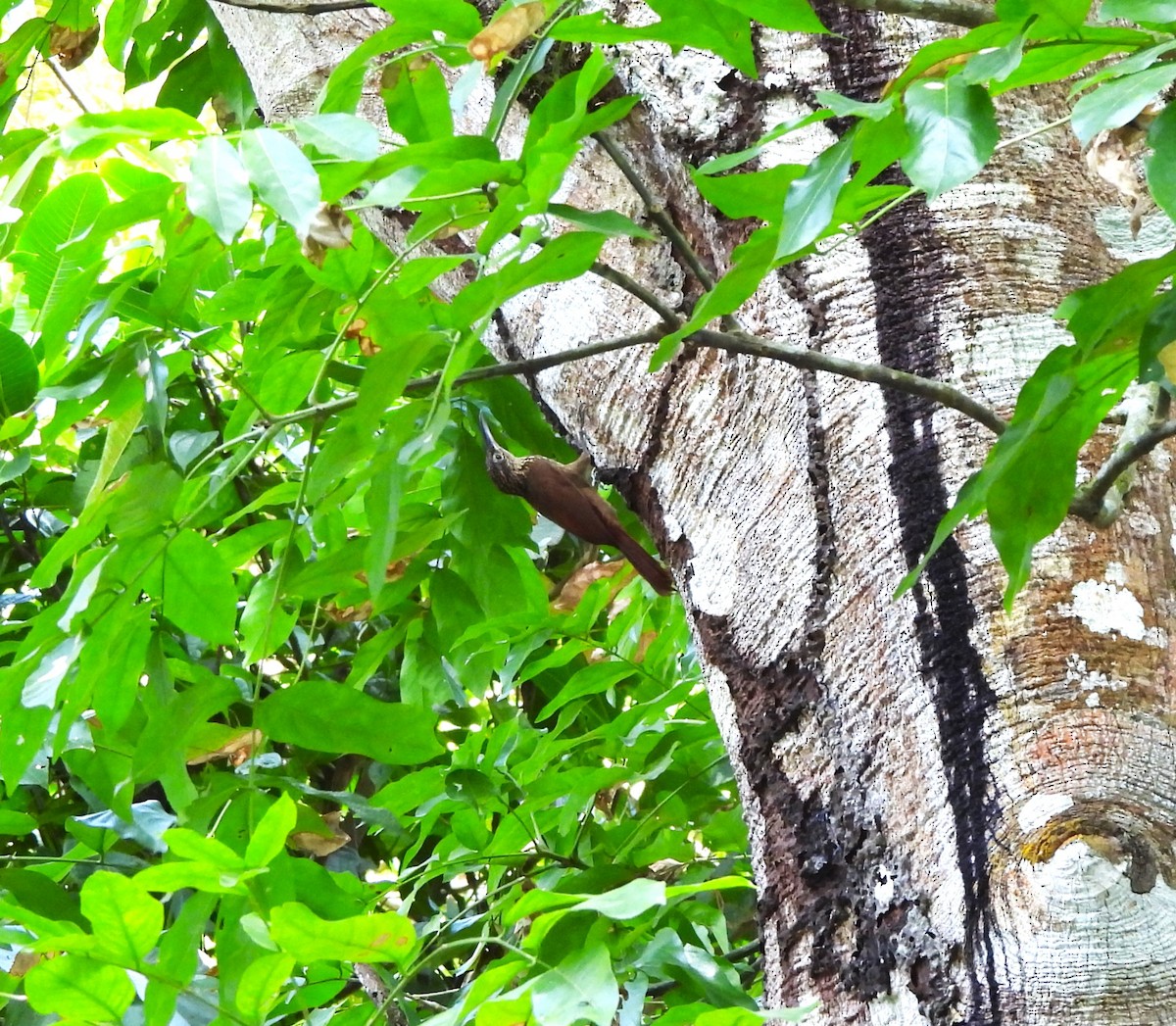 Cocoa Woodcreeper - ML644390058