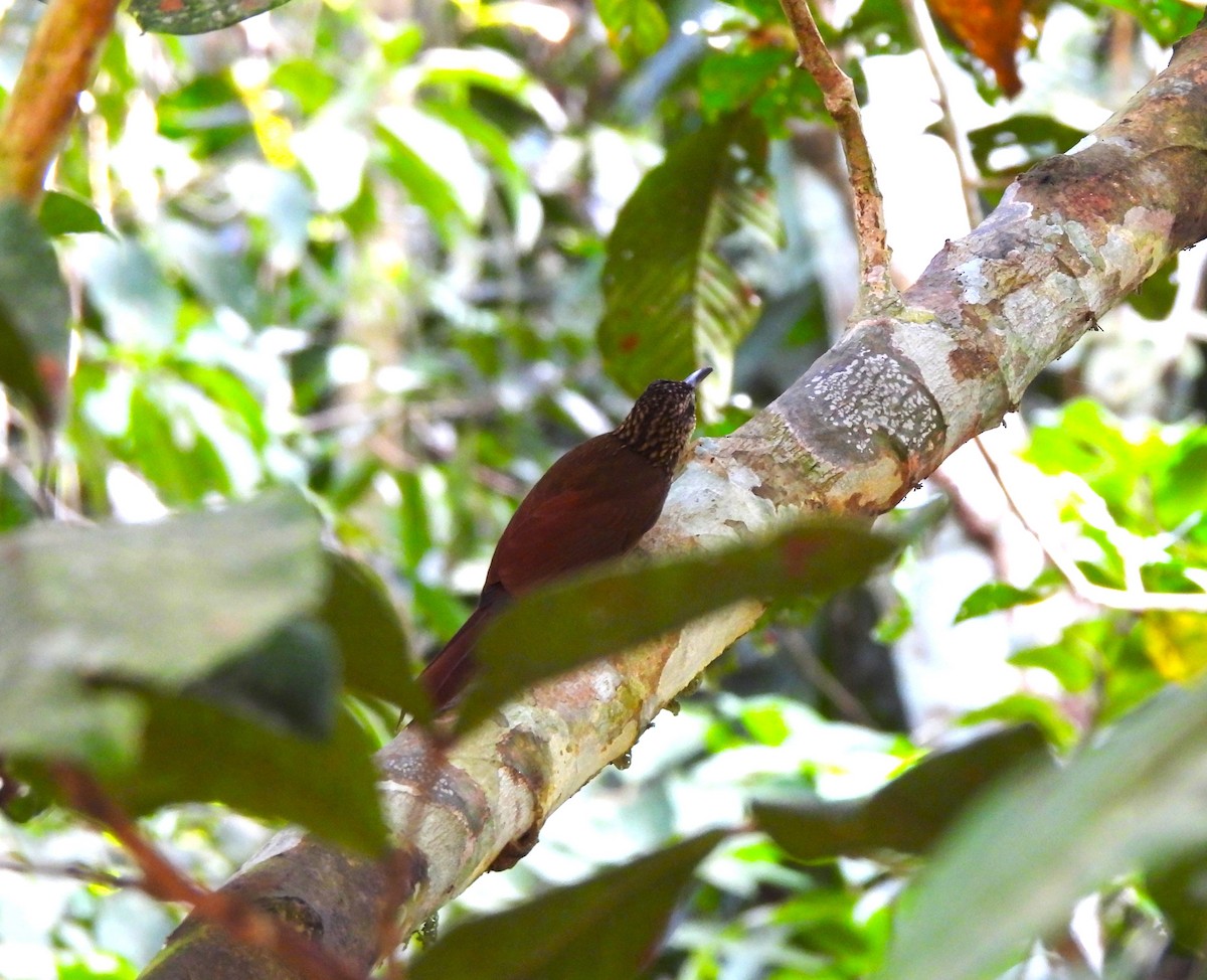 Cocoa Woodcreeper - ML644390059