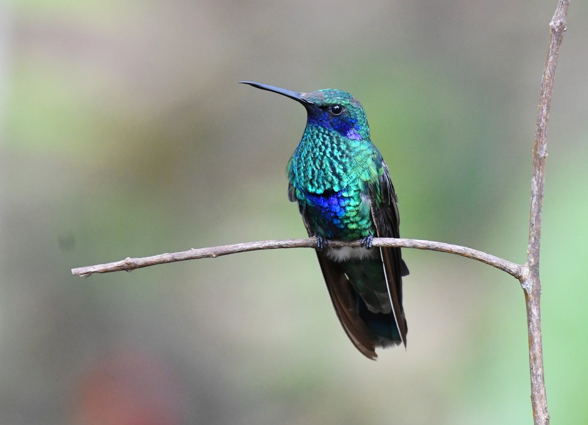 fiolørekolibri - ML644390079