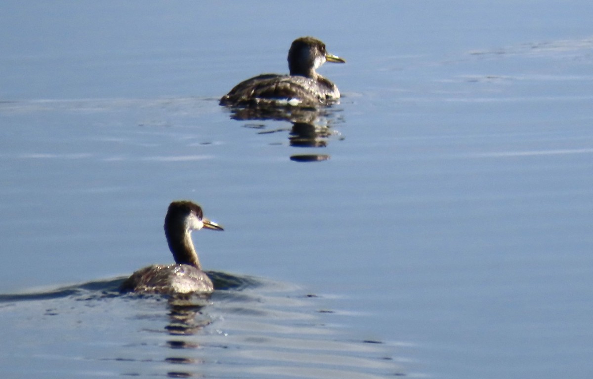 Red-necked Grebe - ML644390086