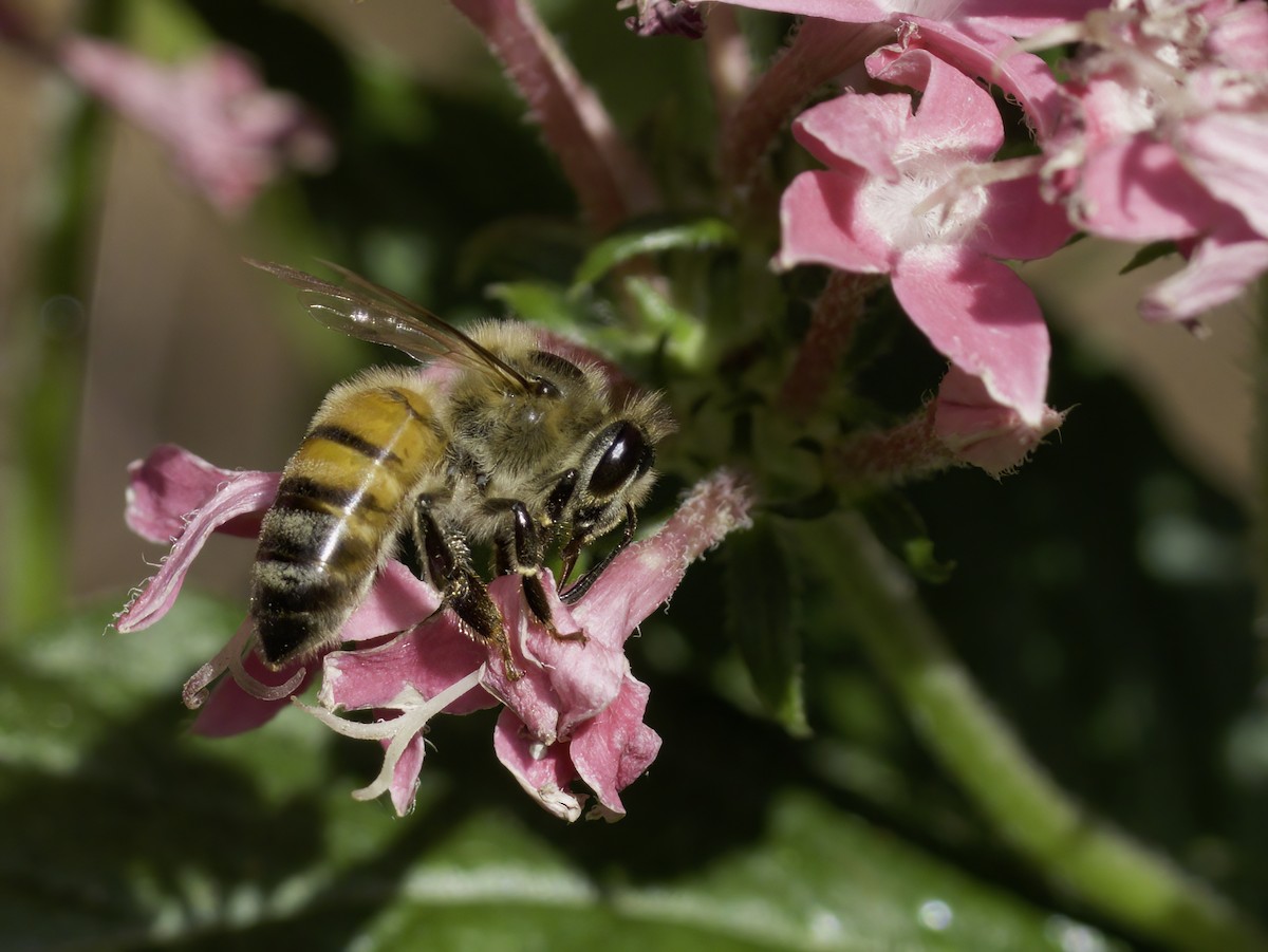 Western Honey Bee - ML644390087