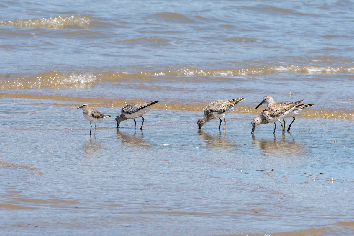 Siberian Sand-Plover - ML644390094