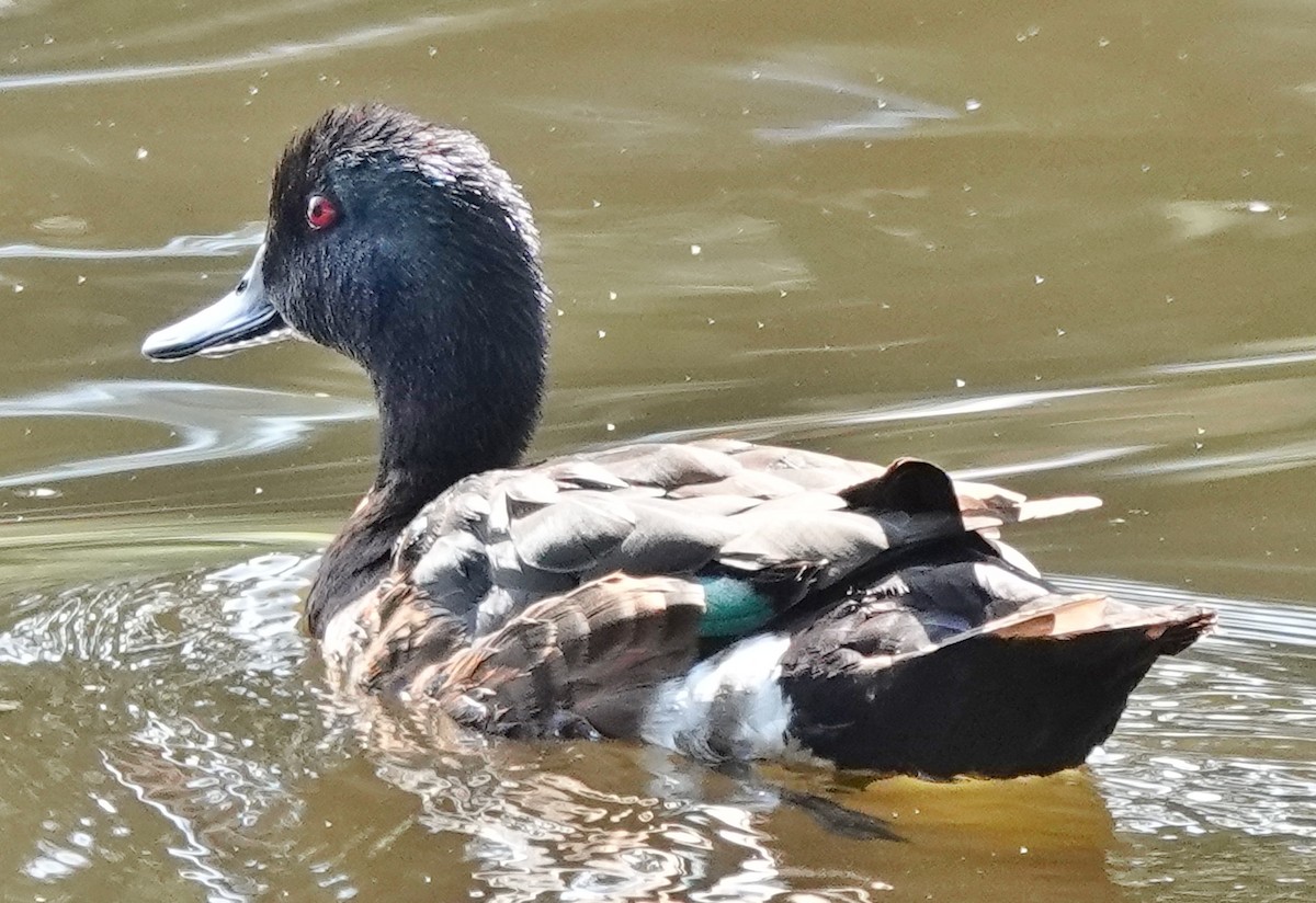 Chestnut Teal - ML644390095