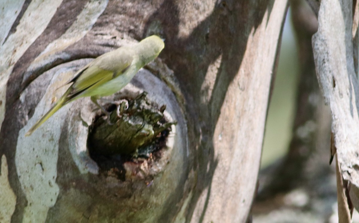 White-plumed Honeyeater - ML644390096