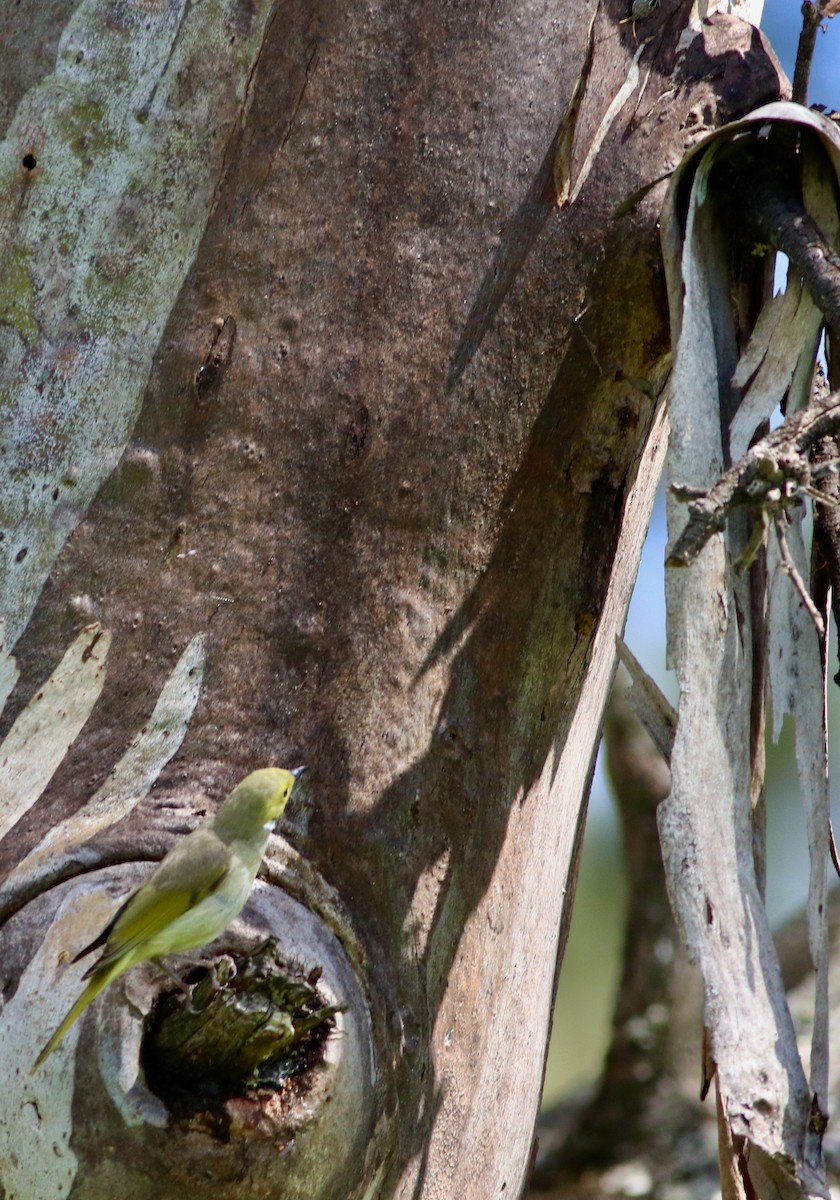 White-plumed Honeyeater - ML644390097