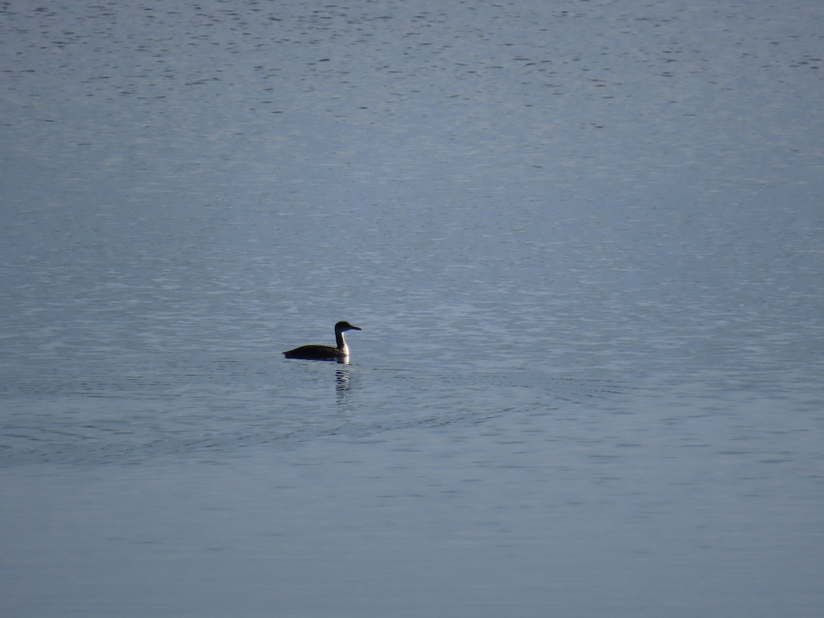 Red-necked Grebe - ML644390098
