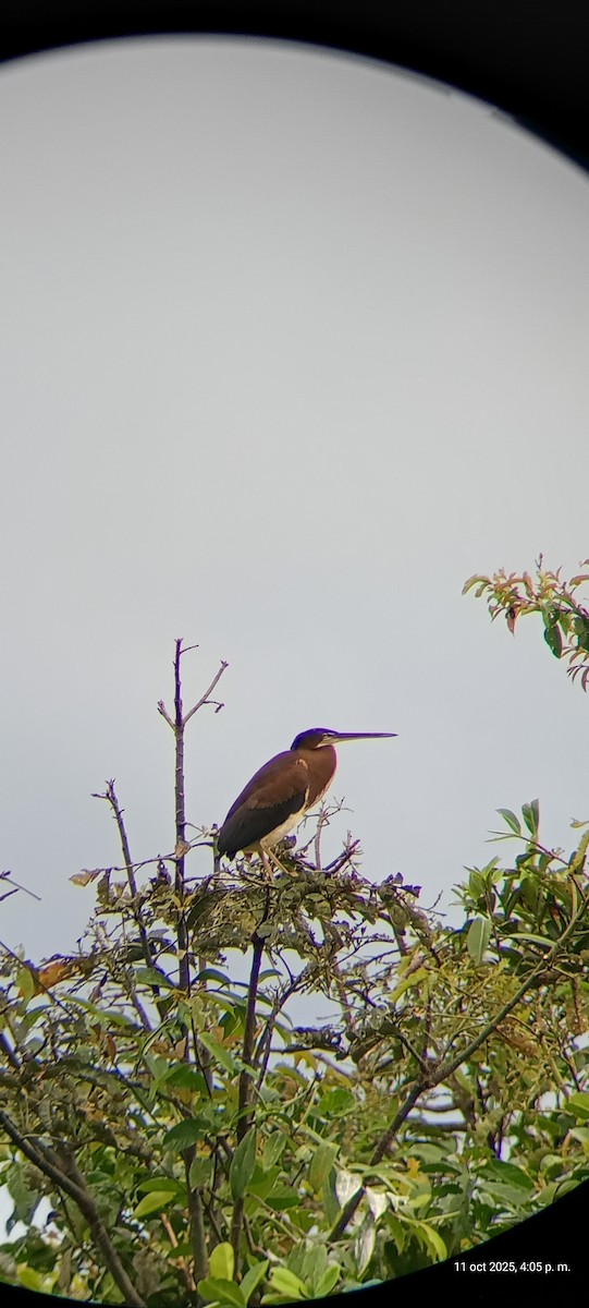 Agami Heron - ML644390105