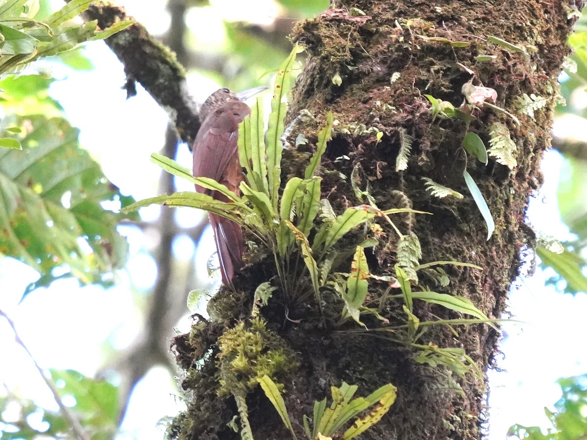 Ocellated Woodcreeper - ML644390109