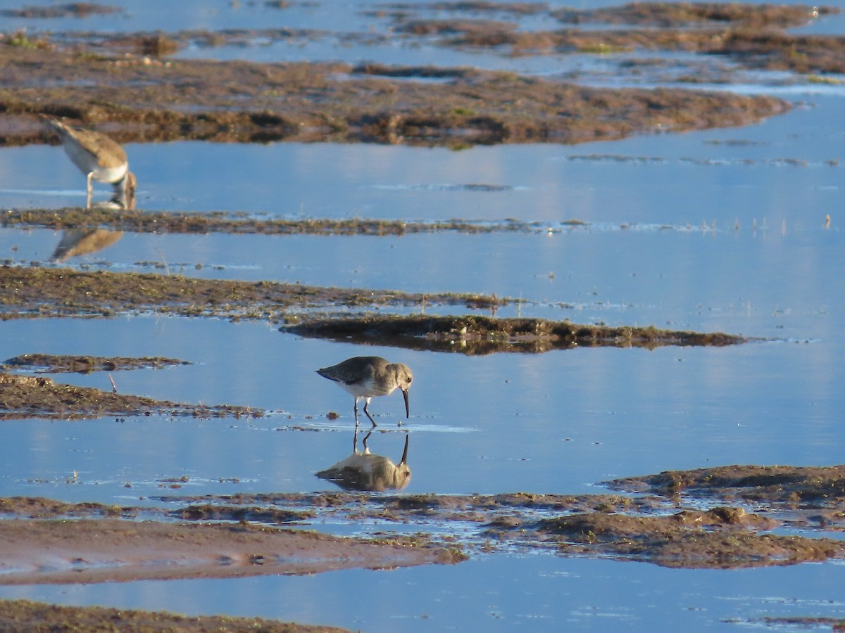 Хар элсэг - ML644390110