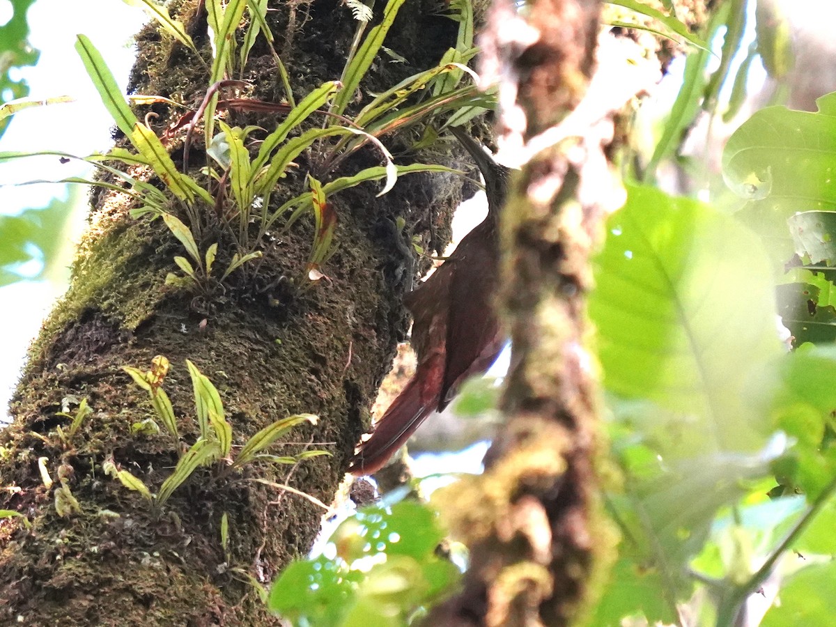 Ocellated Woodcreeper - ML644390111
