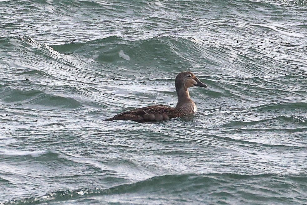 praktærfugl - ML644390128