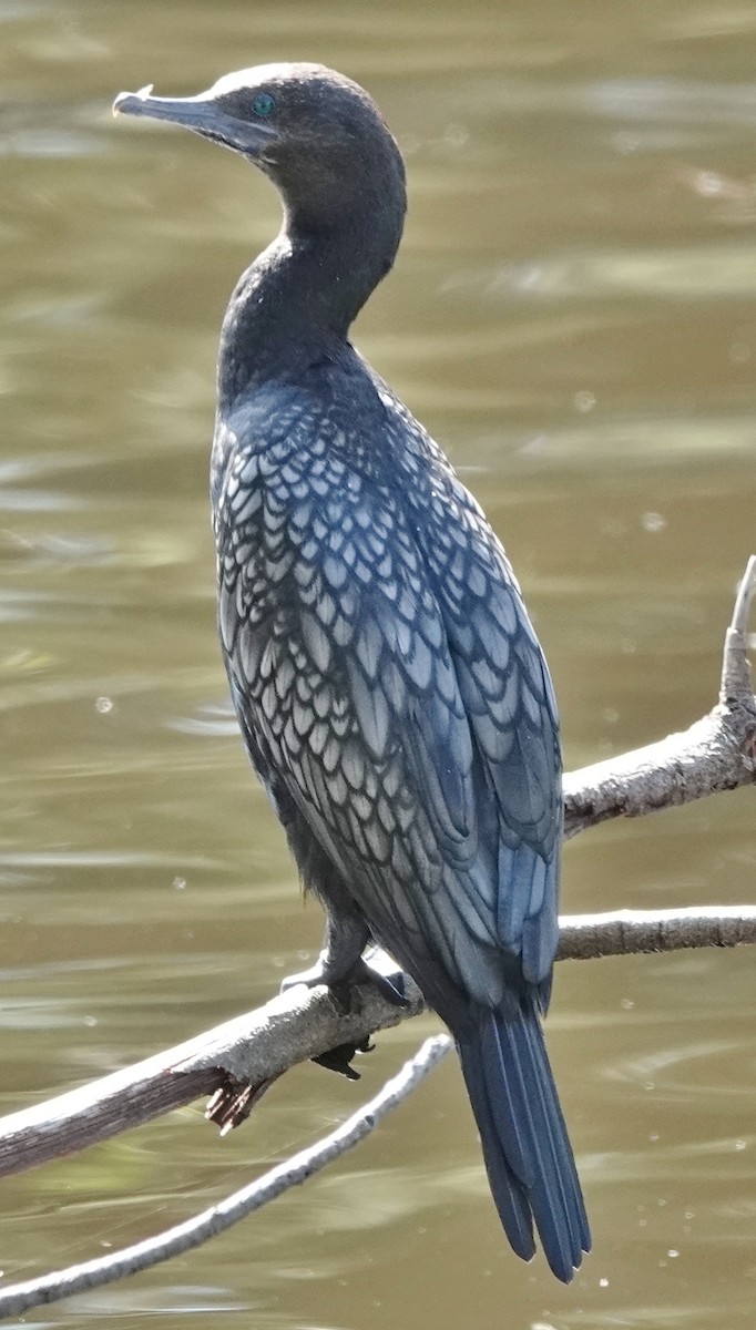 lagfiskeskarv - ML644390129