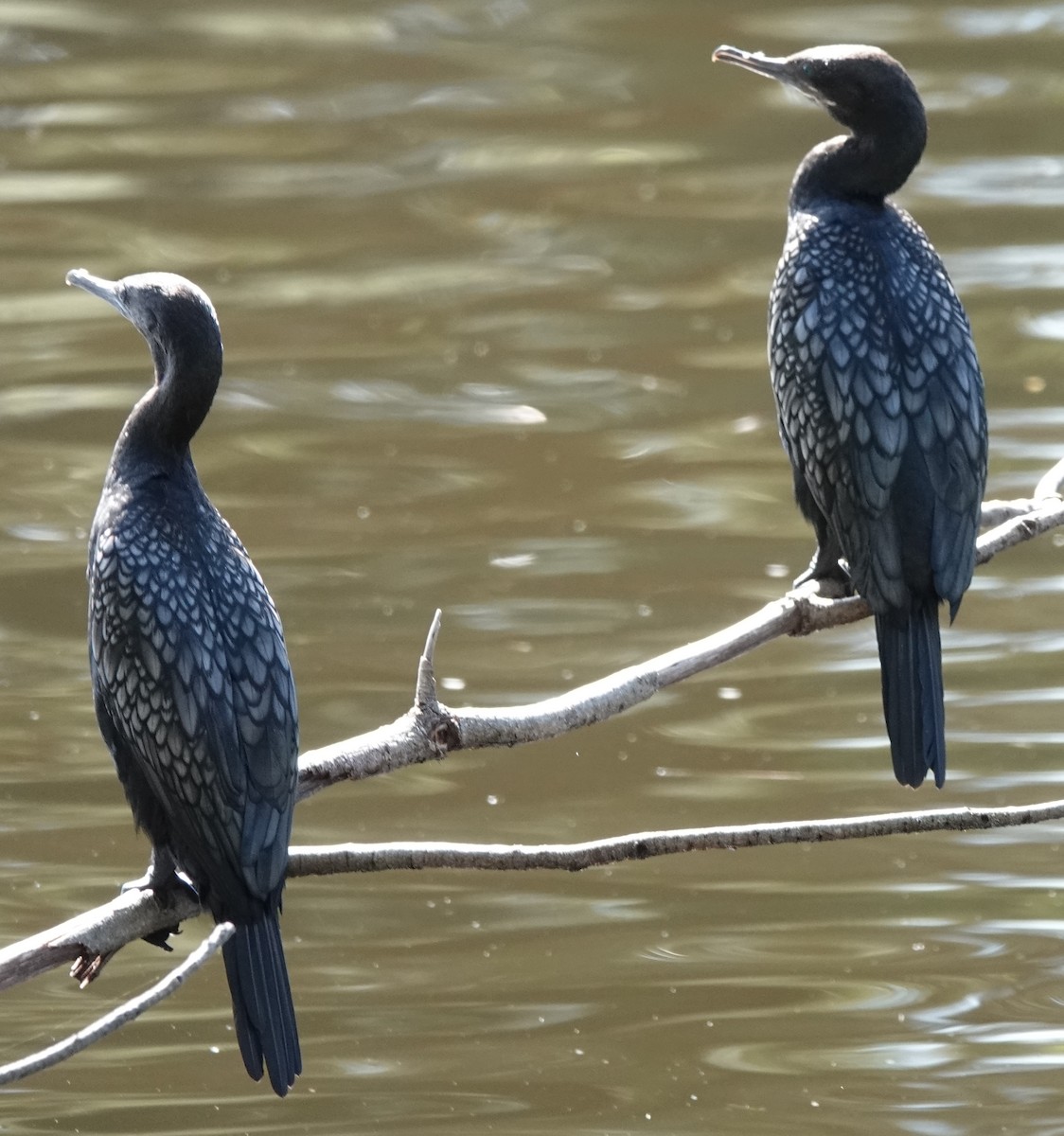 lagfiskeskarv - ML644390130